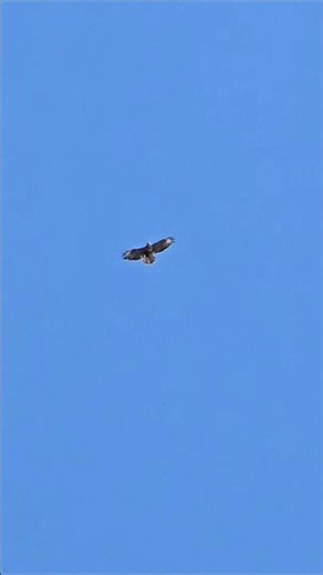 Common Buzzard bird of prey circling clear sky #nature