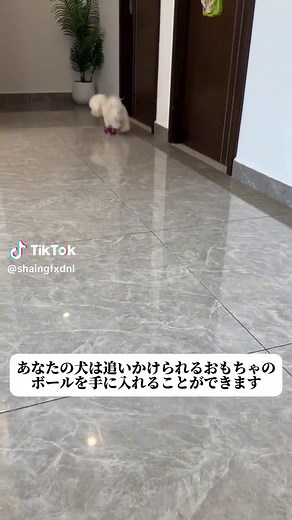 犬と遊ぶためのおすすめおもちゃ特集