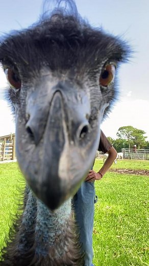 Emmanuel Todd Lopez: The Hilarious Emu Sensation Explained