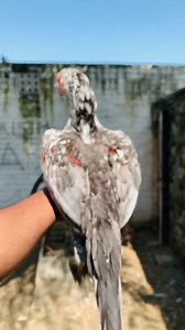 117 reactions · 6 comments | for sale | Jhalum Aseel | Facebook