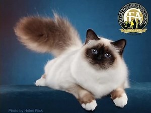 Mystical, magical, enchanting with soulful blue eyes, a gentle...