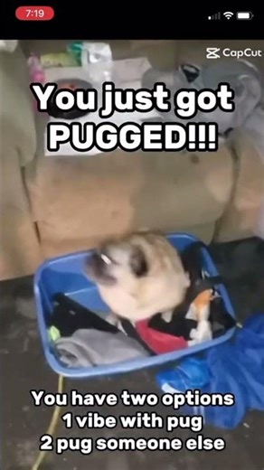 You’ve been pugged #shorts #viral #funny #meme