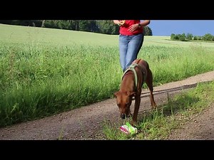 Kompletter Film: Anti-Giftköder-Training - Das Signal „Nix da“ (17 Minuten)