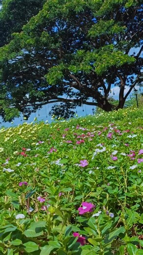 It’s time to live within nature’s embrace. Experience life at Arden Botanical Estate. #ardenbotanicalestatetownship #ardenbotanicalestate #thelindgren #caviteproperties #houseandlotcavite #commerciallotcavite #propertyinvesting #propertyinvestment