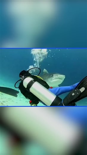 Safety Diver saves man from shark 🦈