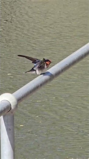 "Welcome Swallow bird"