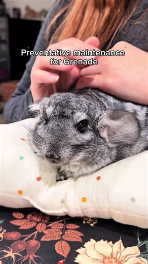 Preventative maintenance for Grenade. A pillow. Repetitive pets. No sudden movements. This does not eliminate the explosion. It merely delays it. Proceed with caution. #instructions #petcaretips #chinchillasoftiktok #petlove #pets