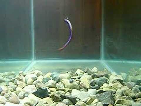 Drop Shot Test! Roboworm Straight Tail bass fishing lure