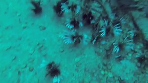 294K views · 3.9K reactions | LIONFISH INVADE SUNKEN AIRPLANE!...