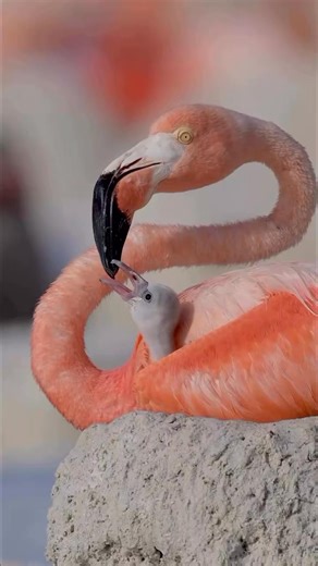 Beautiful 🥰 | Flamingo world