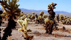 Teddy bear cholla (Cylindropuntia bigelovii). Cholla Cactus Garden at Joshua Tree National Park. California