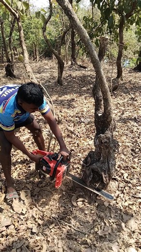felling old tree stump #amazing #cuttingskills