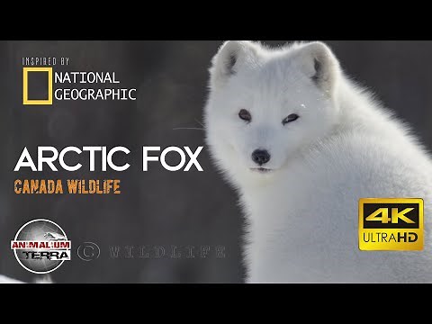 Arctic Fox - Canada Wildlife - Scientific name: Vulpes Lagopus