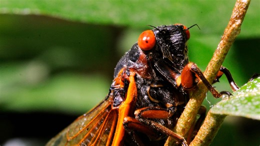 Cicada Brood X and your yard: Much more benefit than harm