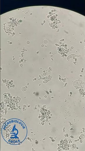Les levures au microscope #image #levure#microscopie #laboratory #fypシ