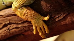 Why We Only Have Ten Toes (It's a Long Story) Today, all mammals from humans to bats have five fingers or fewer. Yes, even whales, whose finger bones are hidden in their fins. Birds have four or fewer and amphibians get the best of both worlds, often having four digits on their “hands” and five on their “feet.” But no species of vertebrates have more than five digits, let alone eight! | Eons • PBS