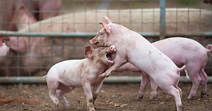 How To Handle AGGRESSION and Fights Amongst Pigs | Akudinulo Farms