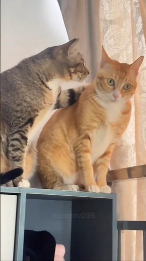 This is What Happens When You Own Two Cats