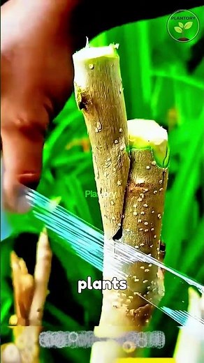 99% Success Grafting Methods 🌱 | Best Fruit Tree Grafts for Beginners