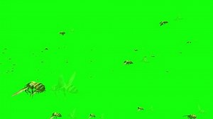 clip-1076181347-swarm-honey-bees-flying-on-green-screen