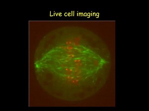 Live cell imaging - SlideServe