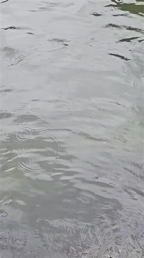 Unfortunately due to my health having me on edge, i didnt get to spend a whole lot of time doing what I said I was going to do but I made the best of it. I do gotta say tho, these new upgraded Pnw Lure spinners fish 10x better than they used to. Before, I felt I had to reel too fast in order for them to spin but as you see here, the new builds, not so much! They spin great! With a heavier wire, not letting them bend as easy and a professional wire twister, making the eye straight alowing the spi