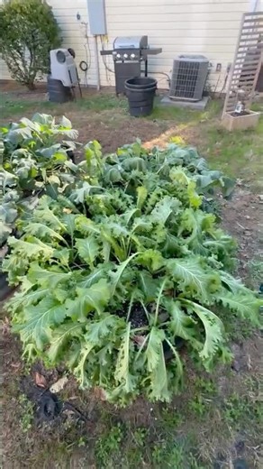 Frost vs. Veggies: Bok Choy Flexes, Collards Flop