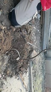 6 comments | Australian Snake Catchers on Reels | Facebook