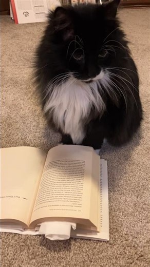 Master Gable's Love for Books & Reading =^.,.^= ❤️#cat #dog #reading #life #books #love #family #zen