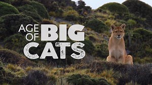 11K views · 119 reactions | Exclusive first look! The 7 big cats are...