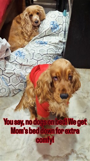 Mom's bed is our bed! #englishcockerspaniel #cockerspaniel #petlife #puppyclub #puppylife #dogshorts