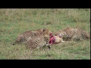 Cheetah Eating A Grant's Gazelle