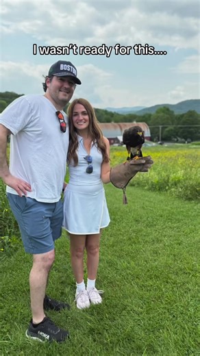 This is falconry — a 4,000-year-old, conservation-approved art of training birds of prey. This beauty is part of a licensed demonstration. 🦅 #FalconryEducation #LicensedFalconry #viral #RespectWildlife #fyp #ConservationInAction #minimoon #NatureExperience #WoodstockVT