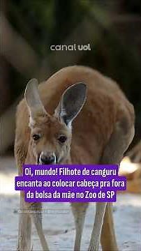 Video mostra bebê canguru saindo da bolsa da mãe no Zoo de SP
