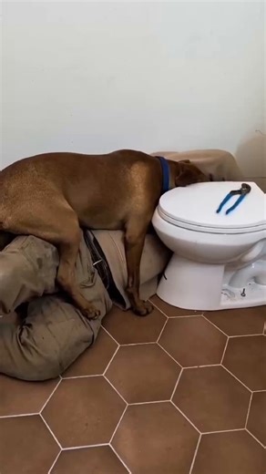 RT @dog_rates: This is Hank. He is incredibly invested in this plumbing project that does not require him in the slightest. 13/10