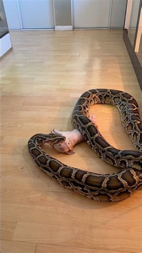 You Don’t Want To MISS This Rocky Feeding Timelapse! 🔥🐍 #reptiles #snake #shorts