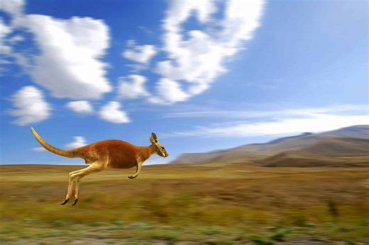 The 9 Highest Jumping Animals in the World