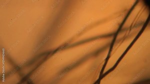 Viewing through microscope on damaged coat, wool, fur, hair. Animal treatment. Transmission of the virus through pets. Wool analysis. COVID 19