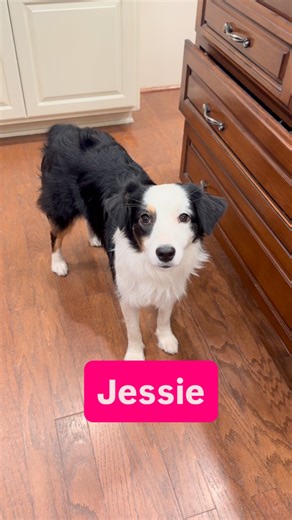 1.1K views · 103 reactions | Jessie is available for adoption thru Aussie Rescue San Diego. Please visit our website for information and application https://aussierescuesandiego.org/adopt-dog/ | Aussie Rescue San Diego | Facebook