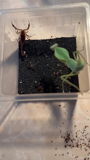 insectswars on TikTok