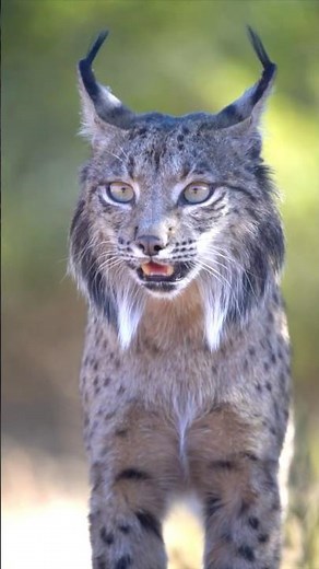 Meet the mysterious lynx – nature’s stealthy hunter with paws like snowshoes and eyes like fire 🐾❄️