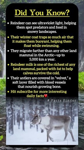 Wild Reindeer Facts You Didn’t Know.#viral #animals #wildlife