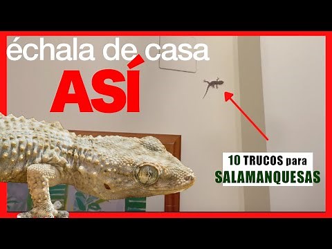 Gecko at home (or small lizard) 🐉 10 Methods to CATCH or SCARES THEM AWAY ✅