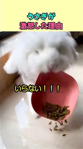 Why the rabbit got so angry