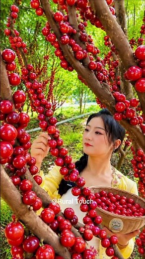 Beautiful nature with rural life –harvest fresh fruits🍒🍇🍑 #fruit #shorts #satisfying #yammy