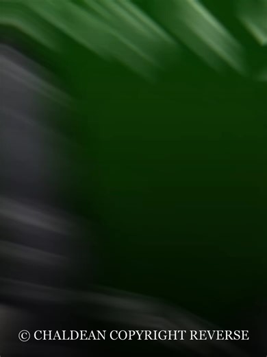 Exploring the Abbasid Caliphate in Islamic History