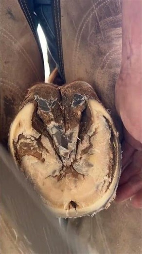 Crazy hard hoof | 4K Farrier ASMR