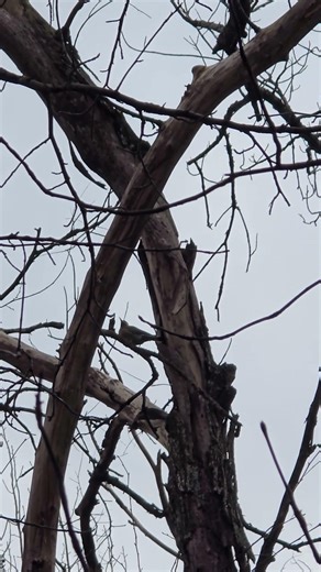 Northern Flicker Call