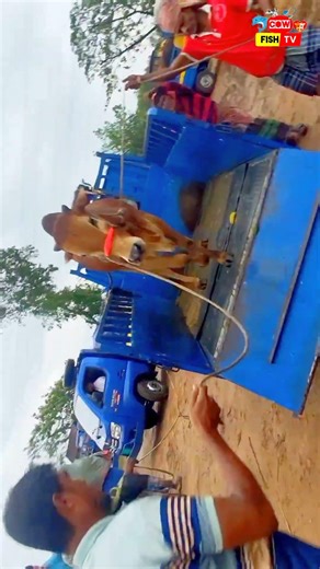 big cow videos 🐃😜 #shorts #shortvideo #funnyvideo #cowvideos #cow #animals #bigcow #cowvideo