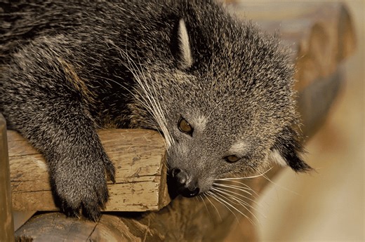 Binturong - all the information you need